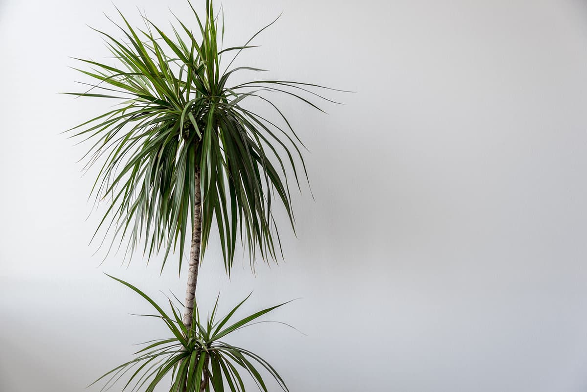 Verdecora Dracena Marginata | Dracaena Marginata | Planta natural de interior | Gran adaptación a interiores y fácil de cuidar (Maceta Ø11cm) — view 4