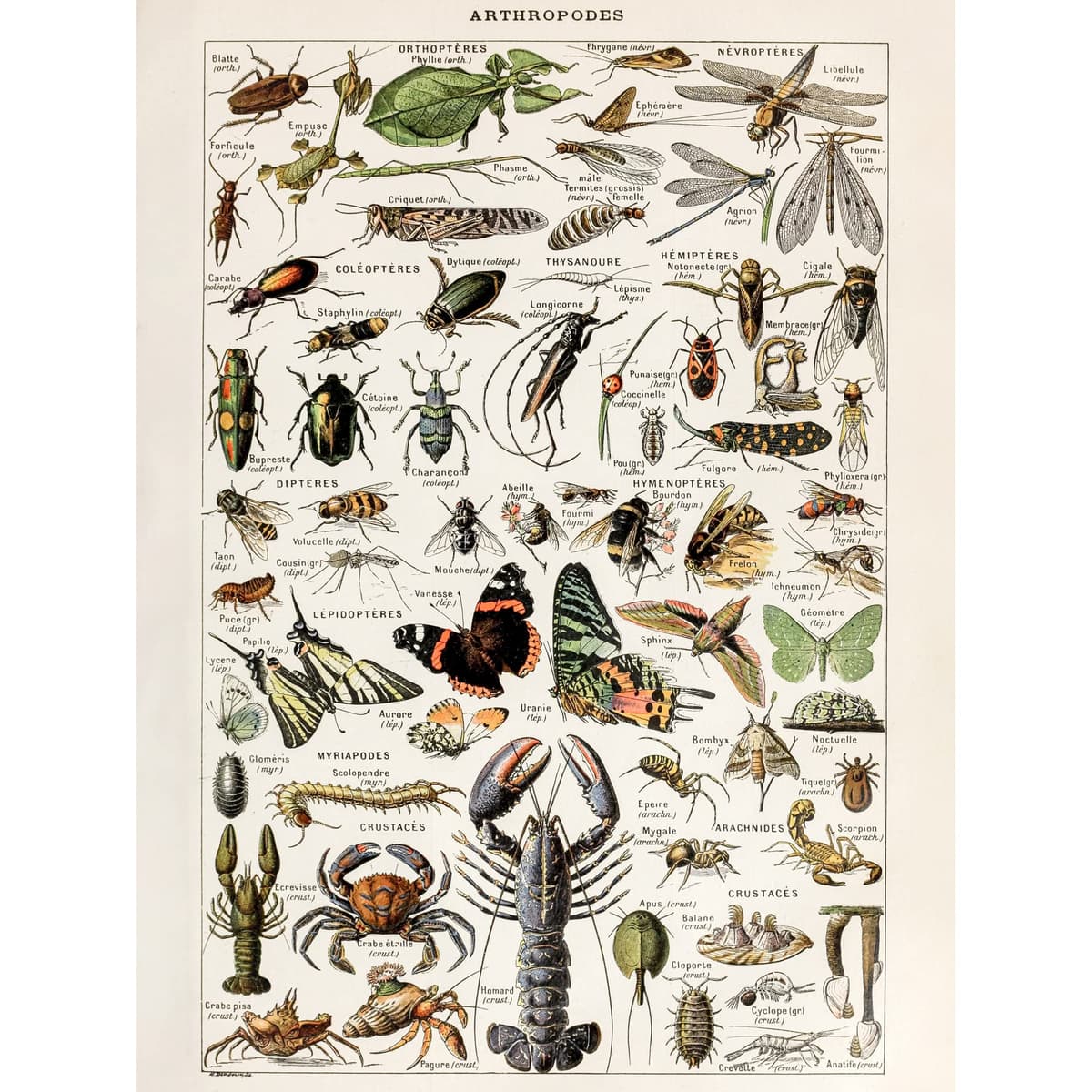 Artery8 Millot Encyclopedia Page Molluscs Shells Art Print Framed Poster Wall Decor 12x16 inch — view 135