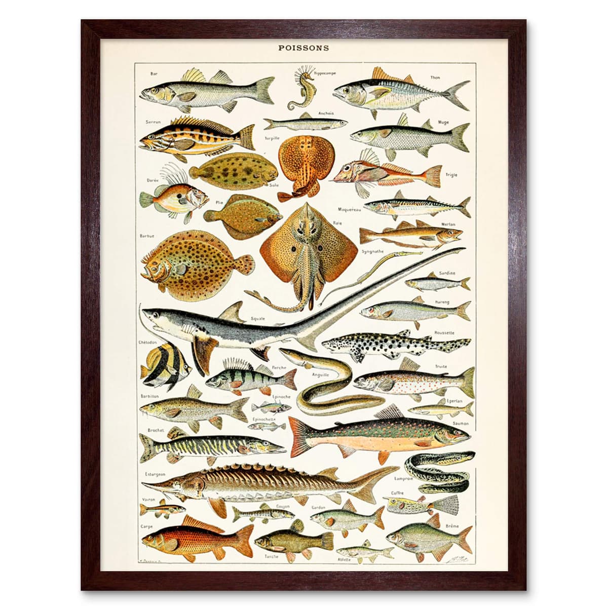 Artery8 Millot Encyclopedia Page Molluscs Shells Art Print Framed Poster Wall Decor 12x16 inch — view 97