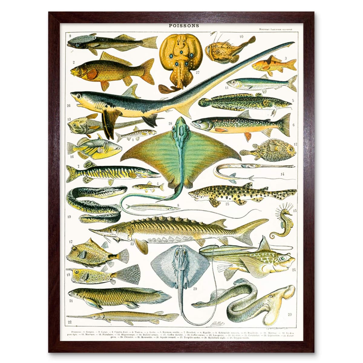 Artery8 Millot Encyclopedia Page Molluscs Shells Art Print Framed Poster Wall Decor 12x16 inch — view 86