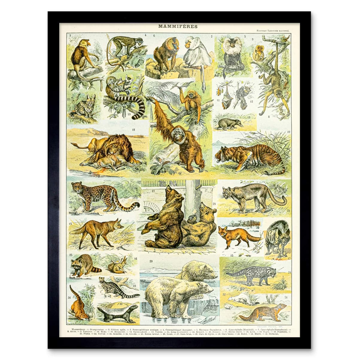 Artery8 Millot Encyclopedia Page Molluscs Shells Art Print Framed Poster Wall Decor 12x16 inch — view 113