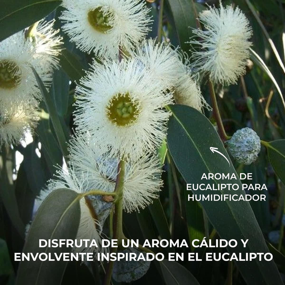 Bali fragancias Esencia al Aceite de Eucalipto para Humidificador. Ambientador Fresco en Esencia para Difusor. Aceite Natural para Quemador de Aromaterapia. 50 ml — view 2