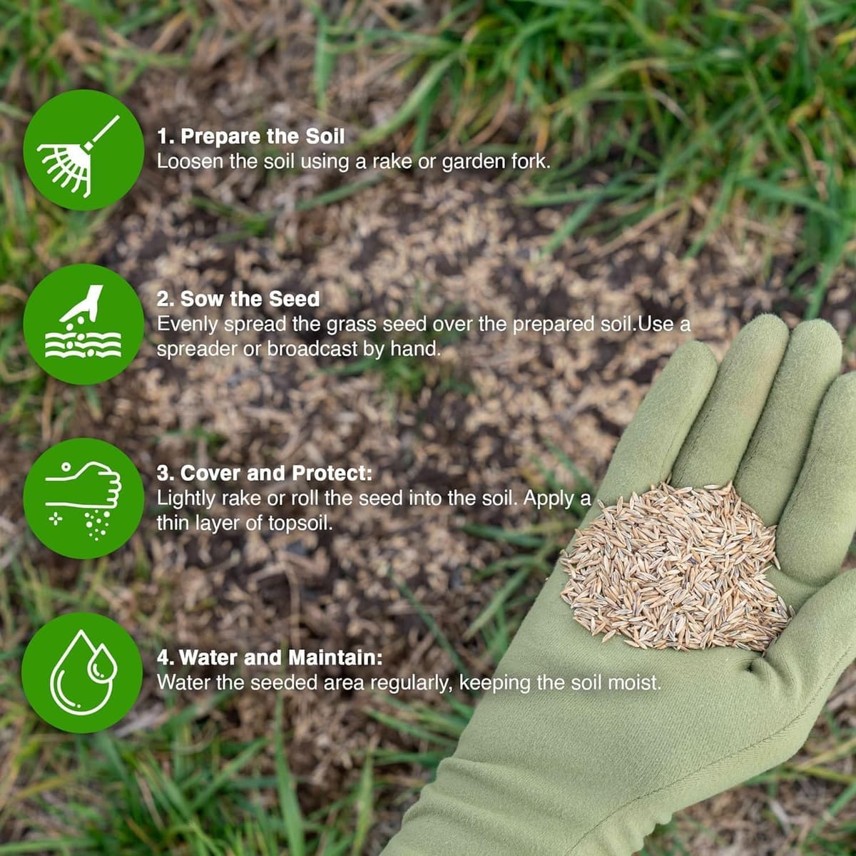 GroundMaster Premium Lawn Grass Seed – 1KG Hard Wearing & Fast Germination Grass Seeds for Family Lawns and Gardens, Coverage — view 3