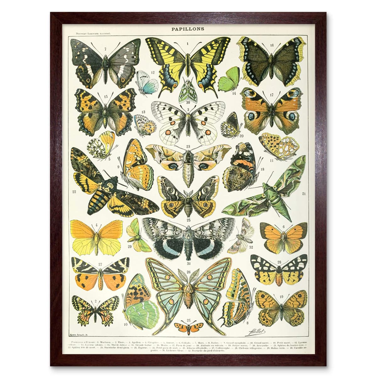 Artery8 Millot Encyclopedia Page Molluscs Shells Art Print Framed Poster Wall Decor 12x16 inch — view 159