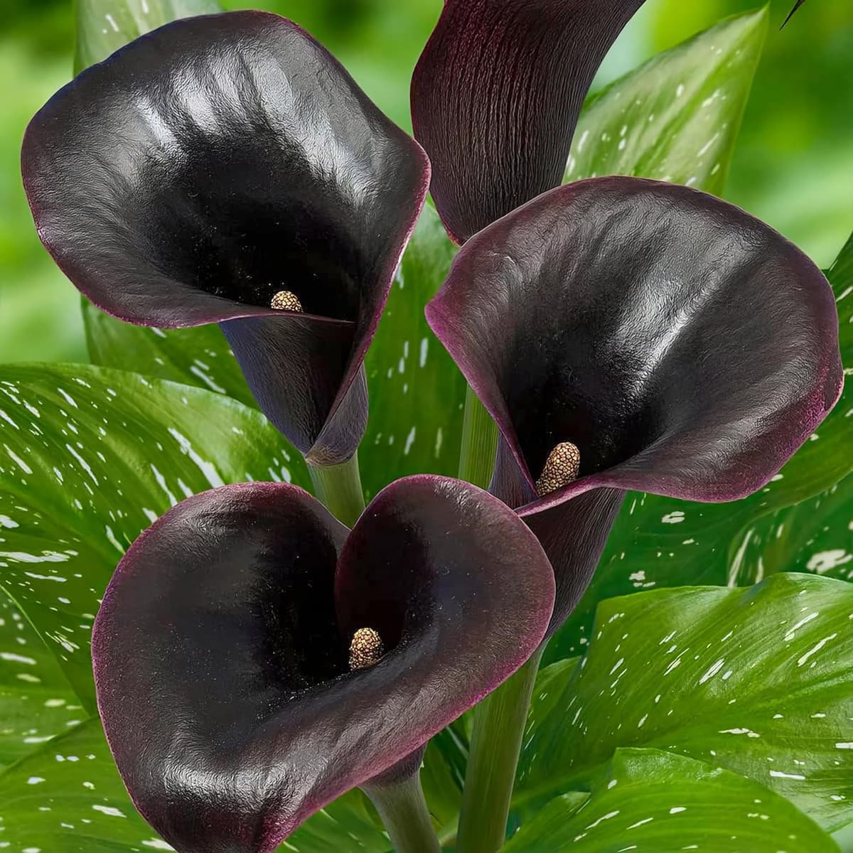 Pasión Negra Zantedeschia Calla Lirios de Bulbos, 5 piezas reales y grandes que producen más de 5 flores, Planta de jardín ideal, Bulbos de flores de origen holandés (no son semillas ni artificiales)