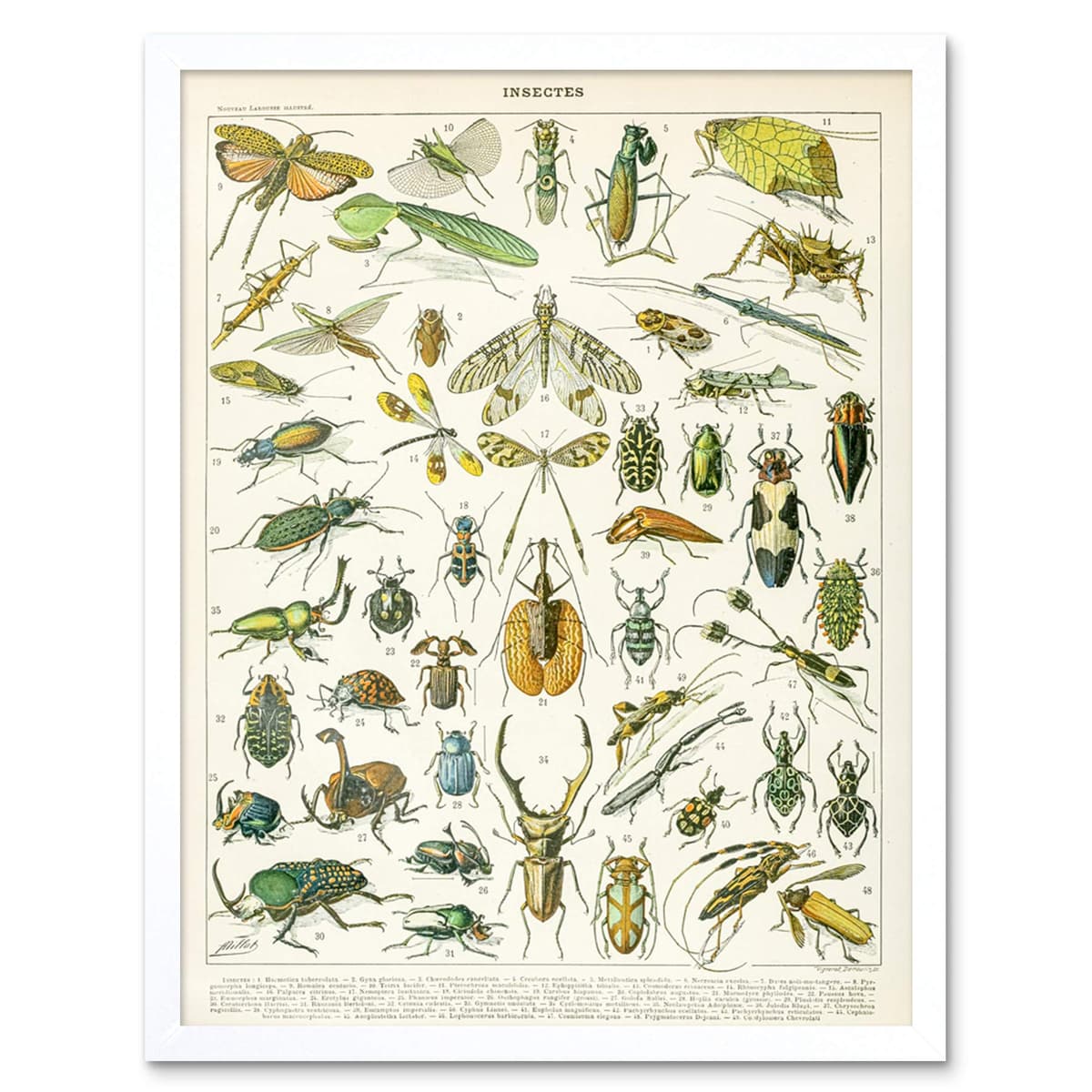 Artery8 Millot Encyclopedia Page Molluscs Shells Art Print Framed Poster Wall Decor 12x16 inch — view 75