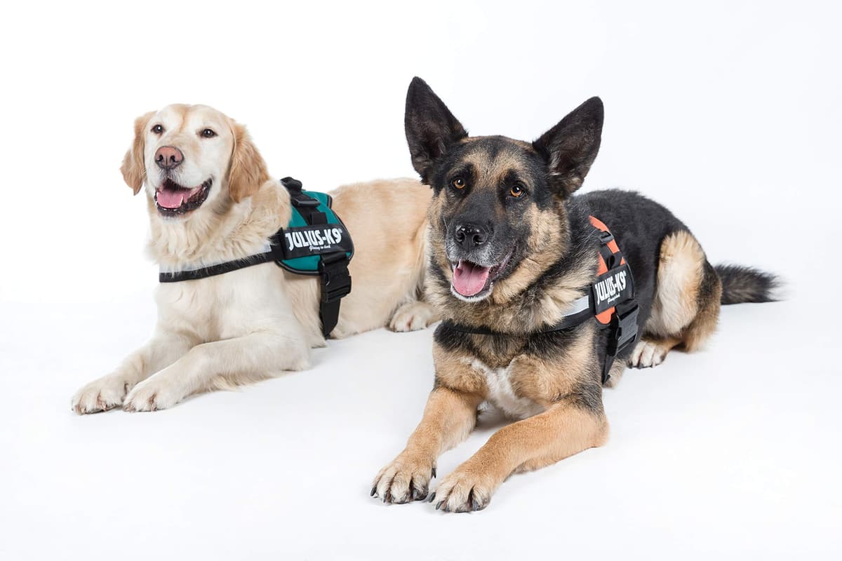 JULIUS-K9Powerharness, Size: S/Mini, Black — view 197