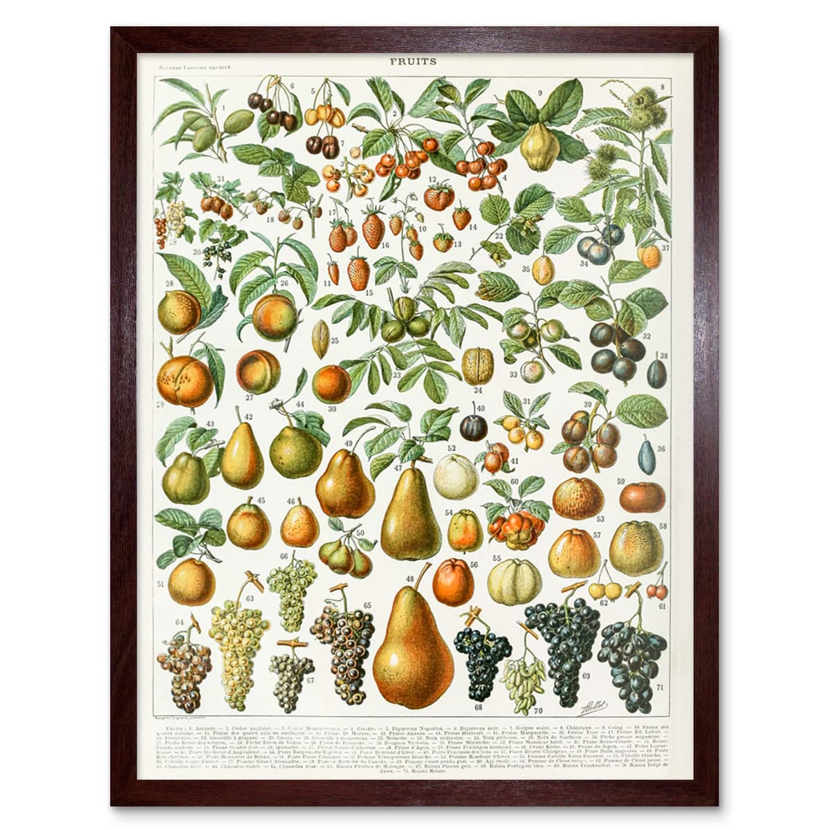 Artery8 Millot Encyclopedia Page Molluscs Shells Art Print Framed Poster Wall Decor 12x16 inch — view 50
