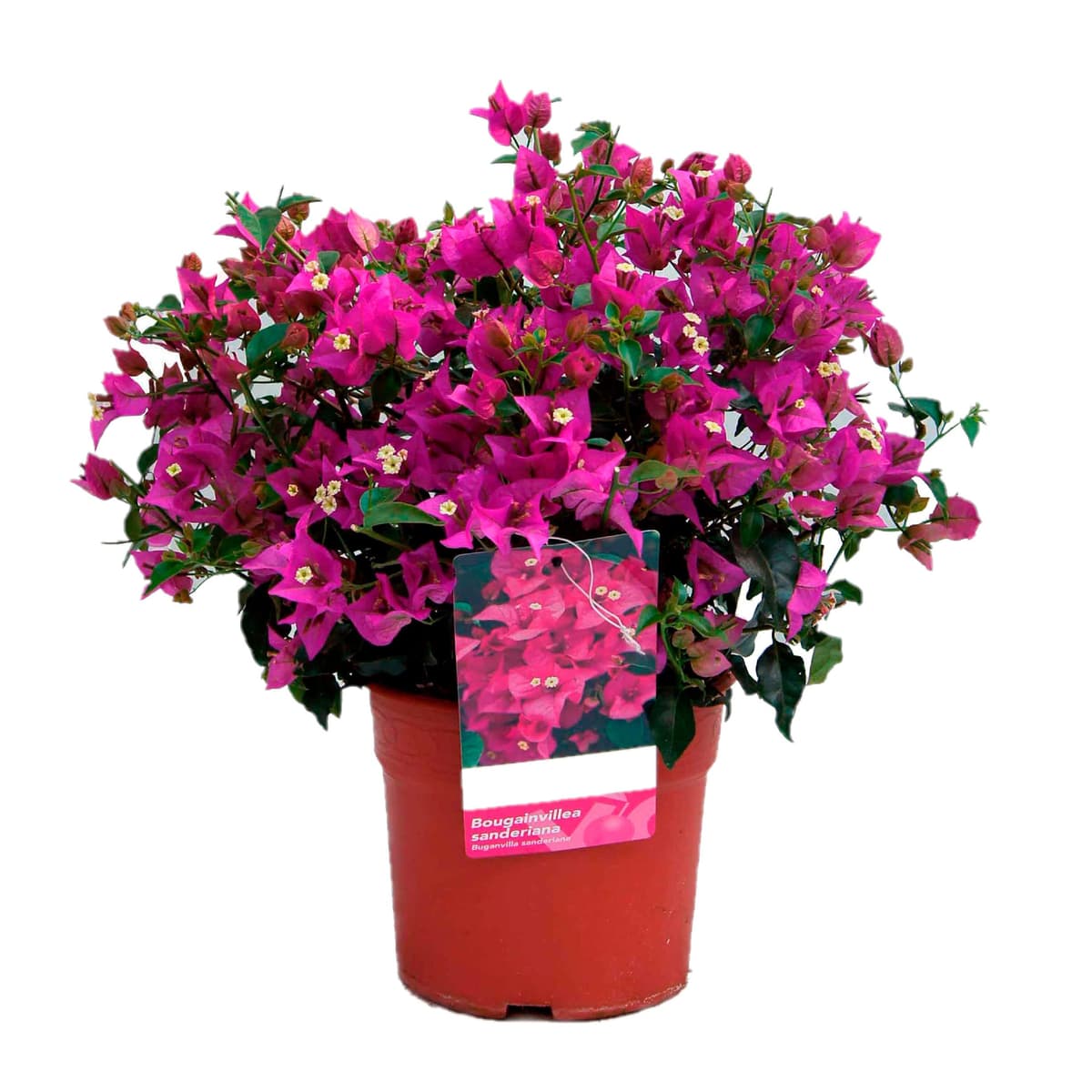 Buganvilla en Tutor Planta Natural - Bougainvillea planta viva - Planta Natural Decorativa trepadora (En tutor Roja) — view 3