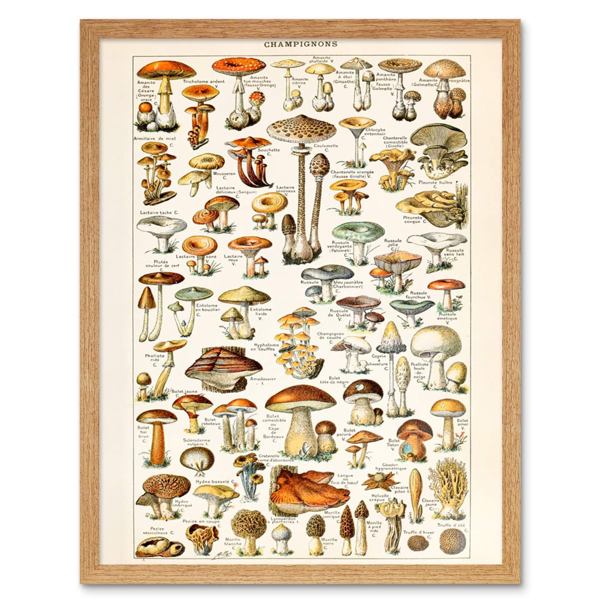 Artery8 Millot Encyclopedia Page Molluscs Shells Art Print Framed Poster Wall Decor 12x16 inch — view 38