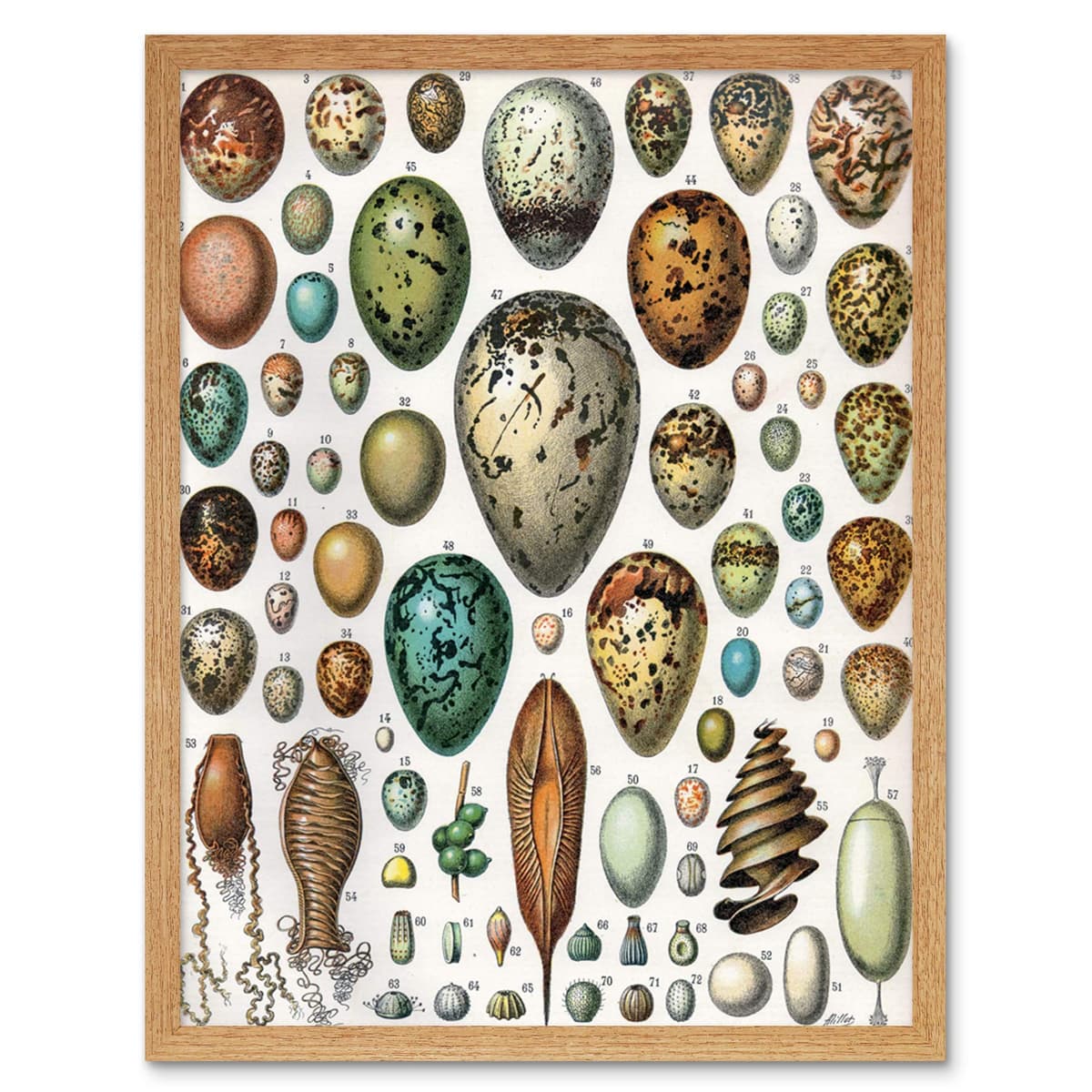 Artery8 Millot Encyclopedia Page Molluscs Shells Art Print Framed Poster Wall Decor 12x16 inch — view 40