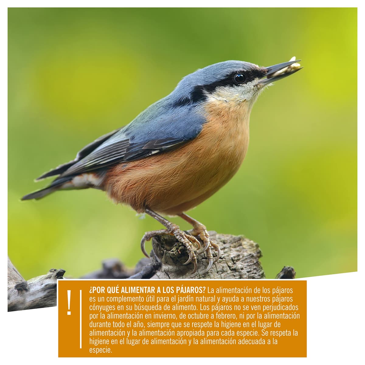 wildtier herz I Alimentación para Pájaros - sin Cáscara - Consistencia Fina (5kg) I Comida de Aves para Alimentos - Alimento para Aves — view 4