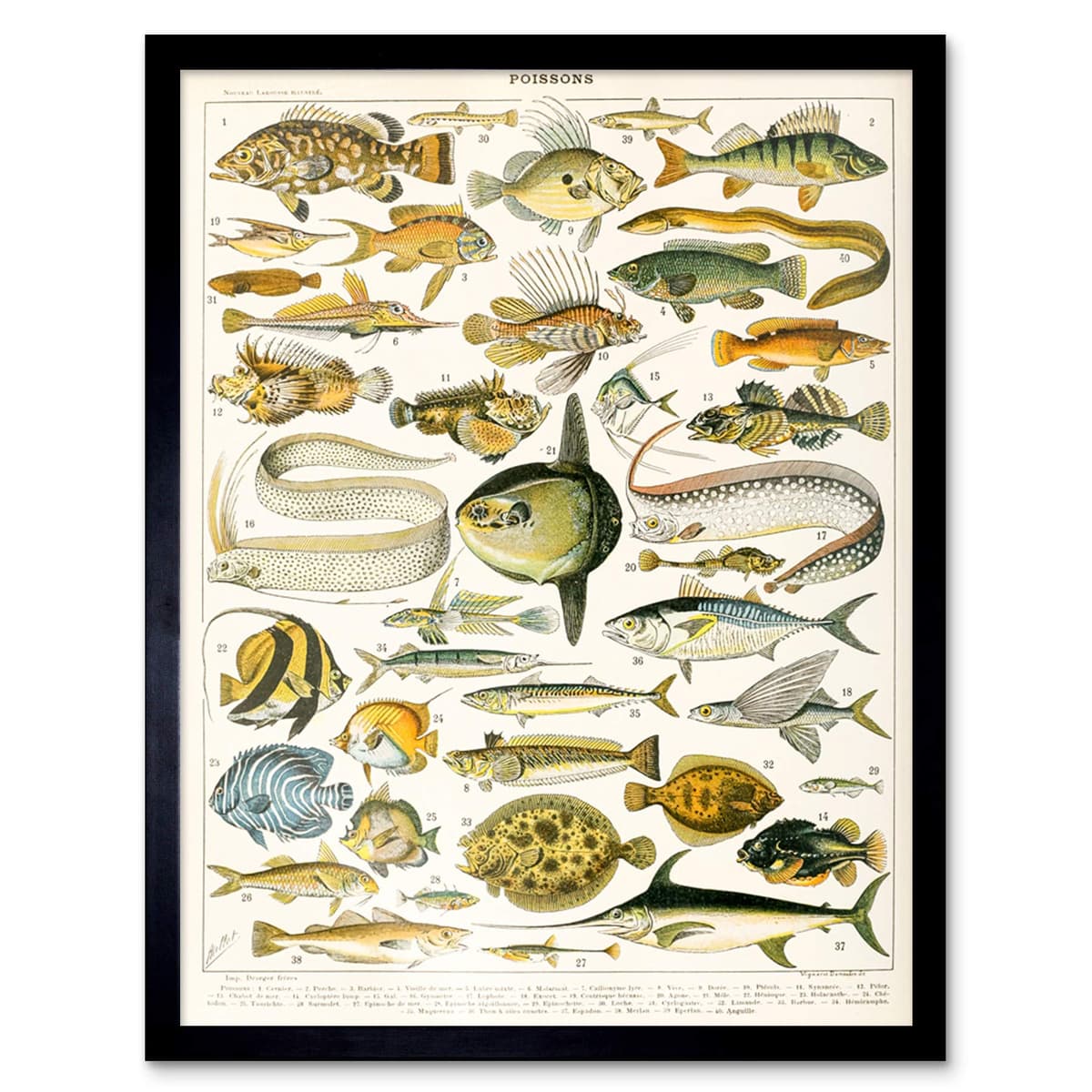 Artery8 Millot Encyclopedia Page Molluscs Shells Art Print Framed Poster Wall Decor 12x16 inch — view 9