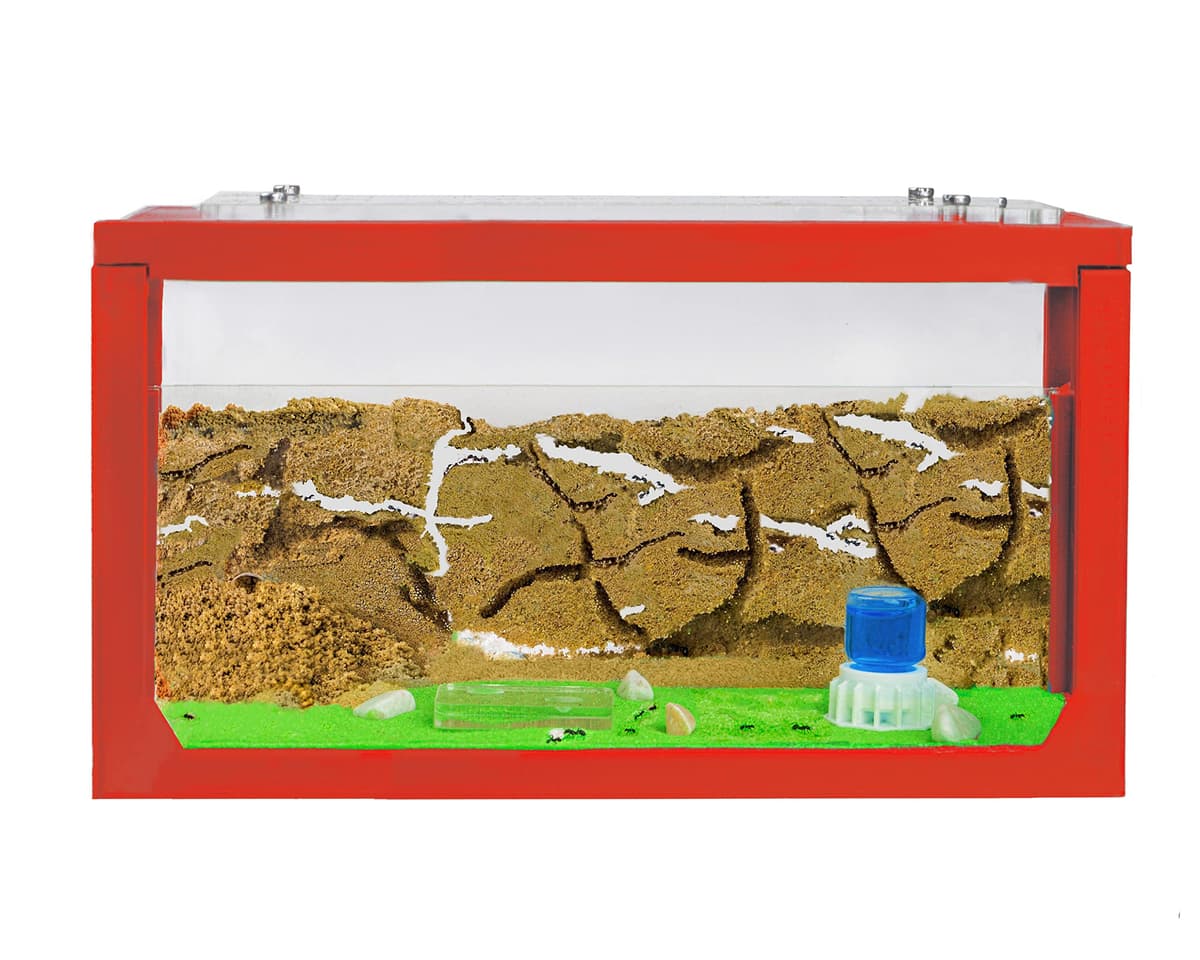 Anthouse.es - Hormiguero Natural de Arena - Kit Inicio Acrílico 20x10x10 cm - Granja de Hormigas con Colonia de Hormigas, Arena, Piptea y Bebedero Incluido - Fácil Instalación — view 9