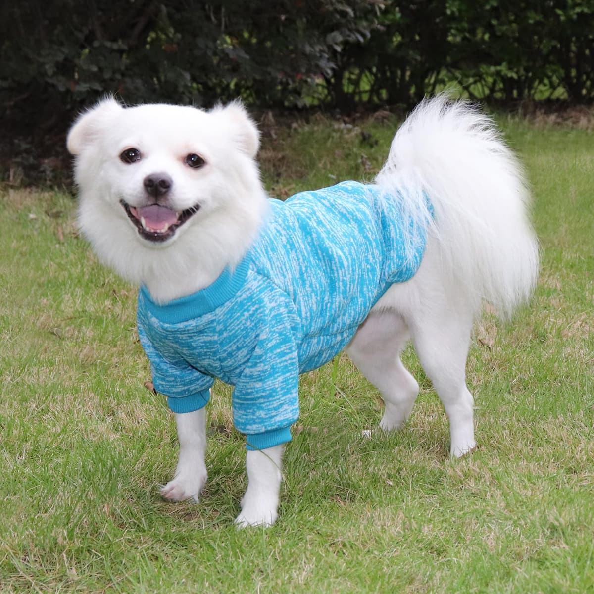 Jerséis Perro Pequeño Jersey Mascota Pequeña Ropa Chihuahua, Es un Tejido Bastante Cómodo, Suave y Cálido para el Animal y Fácil de Poner (Medium, Azul) — view 5
