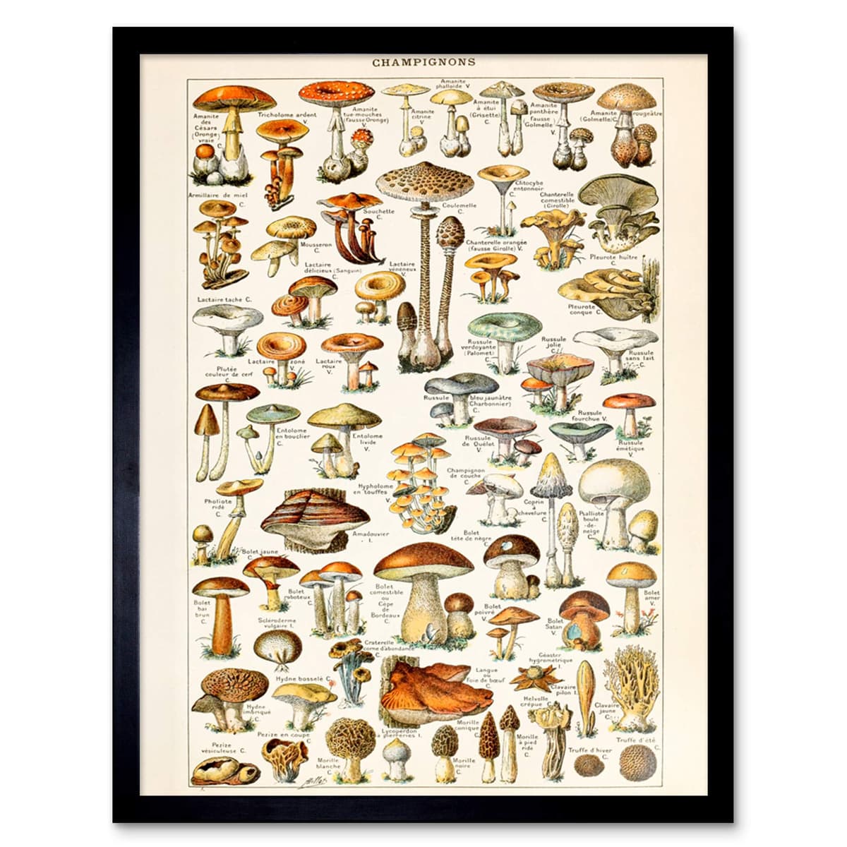 Artery8 Millot Encyclopedia Page Molluscs Shells Art Print Framed Poster Wall Decor 12x16 inch — view 153