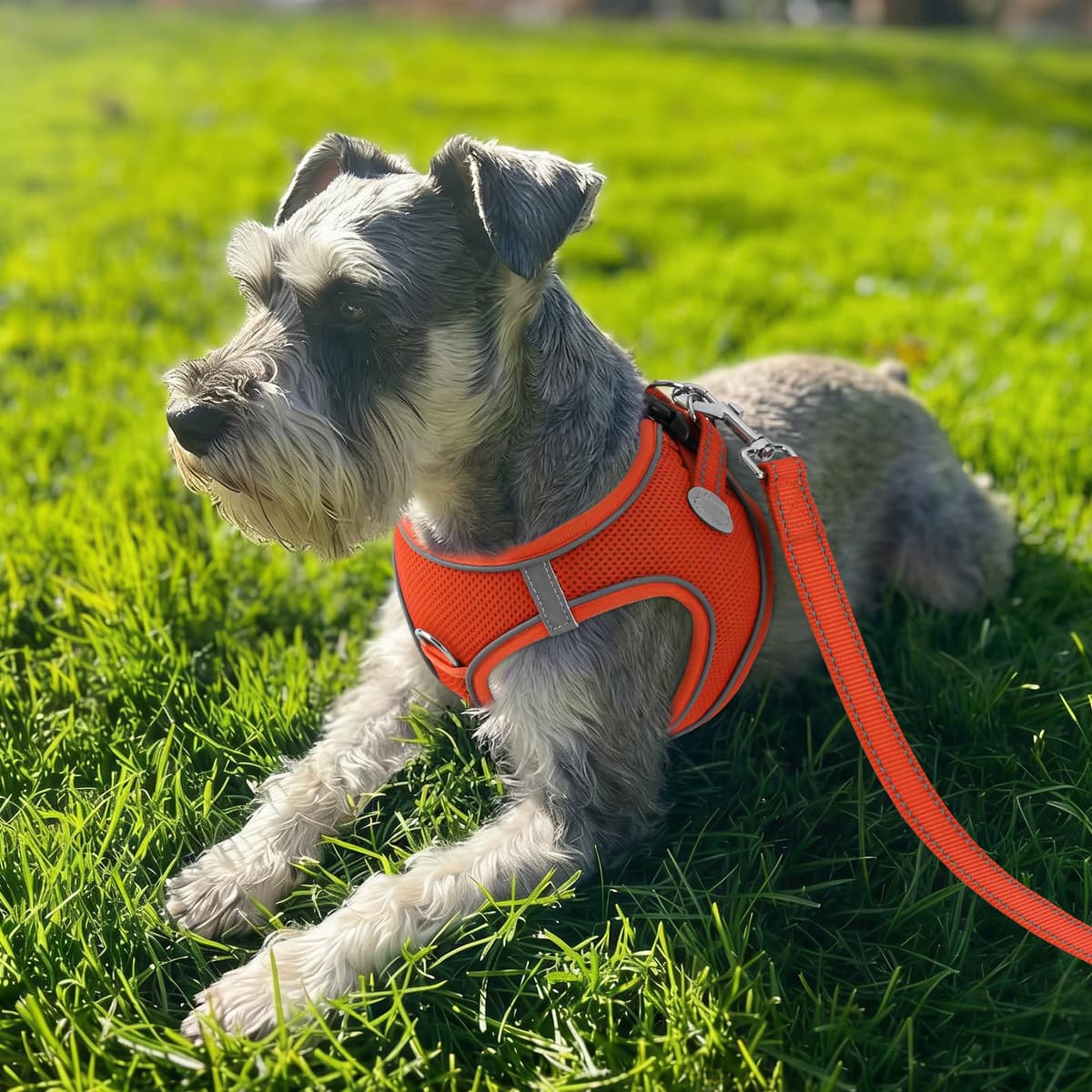 Joytale Arnes Perro, Reflectante Cómodo Transpirable Arnés, Perros Arneses Chaleco para Gato y Cachorros Perro, Naranja, S — view 2