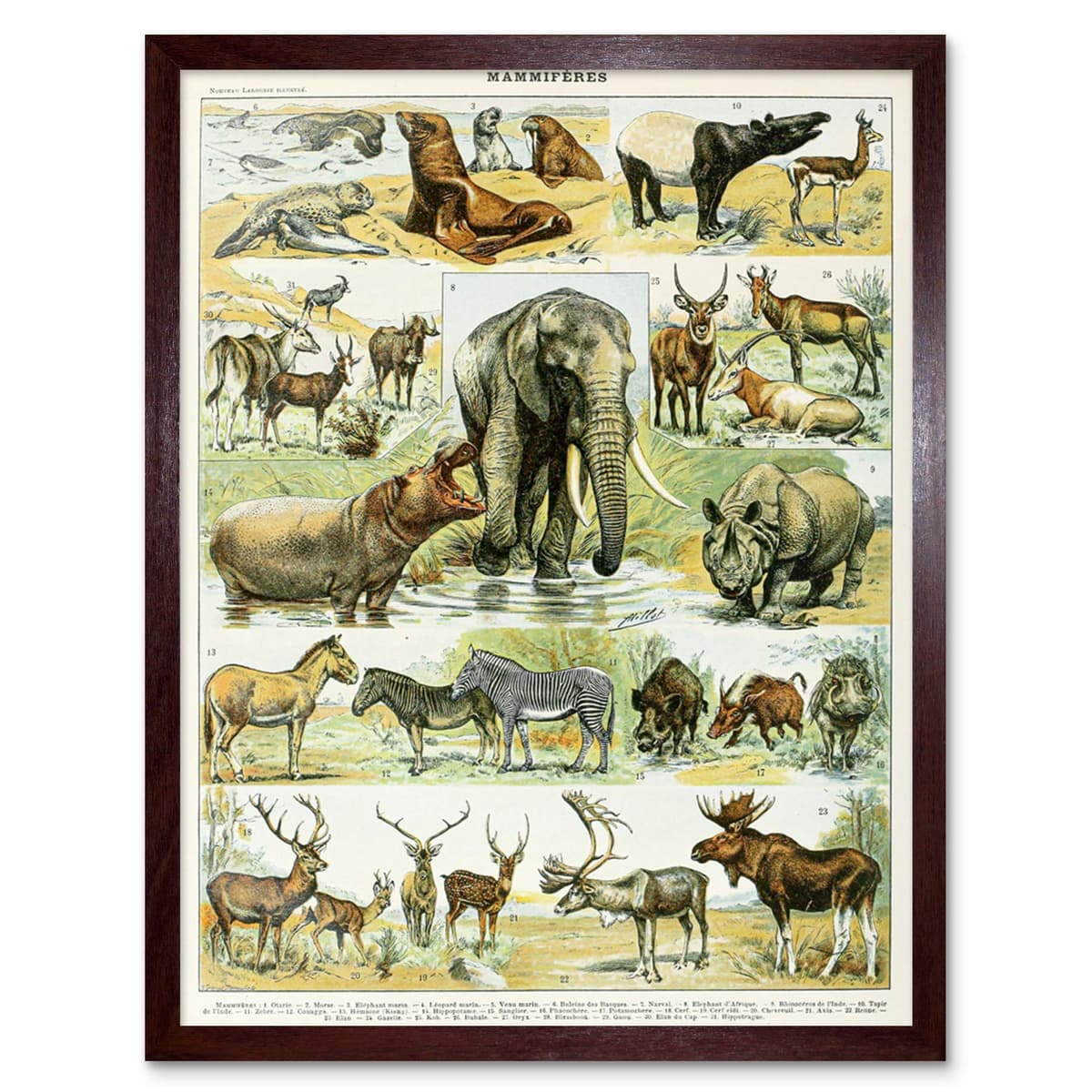 Artery8 Millot Encyclopedia Page Molluscs Shells Art Print Framed Poster Wall Decor 12x16 inch — view 117
