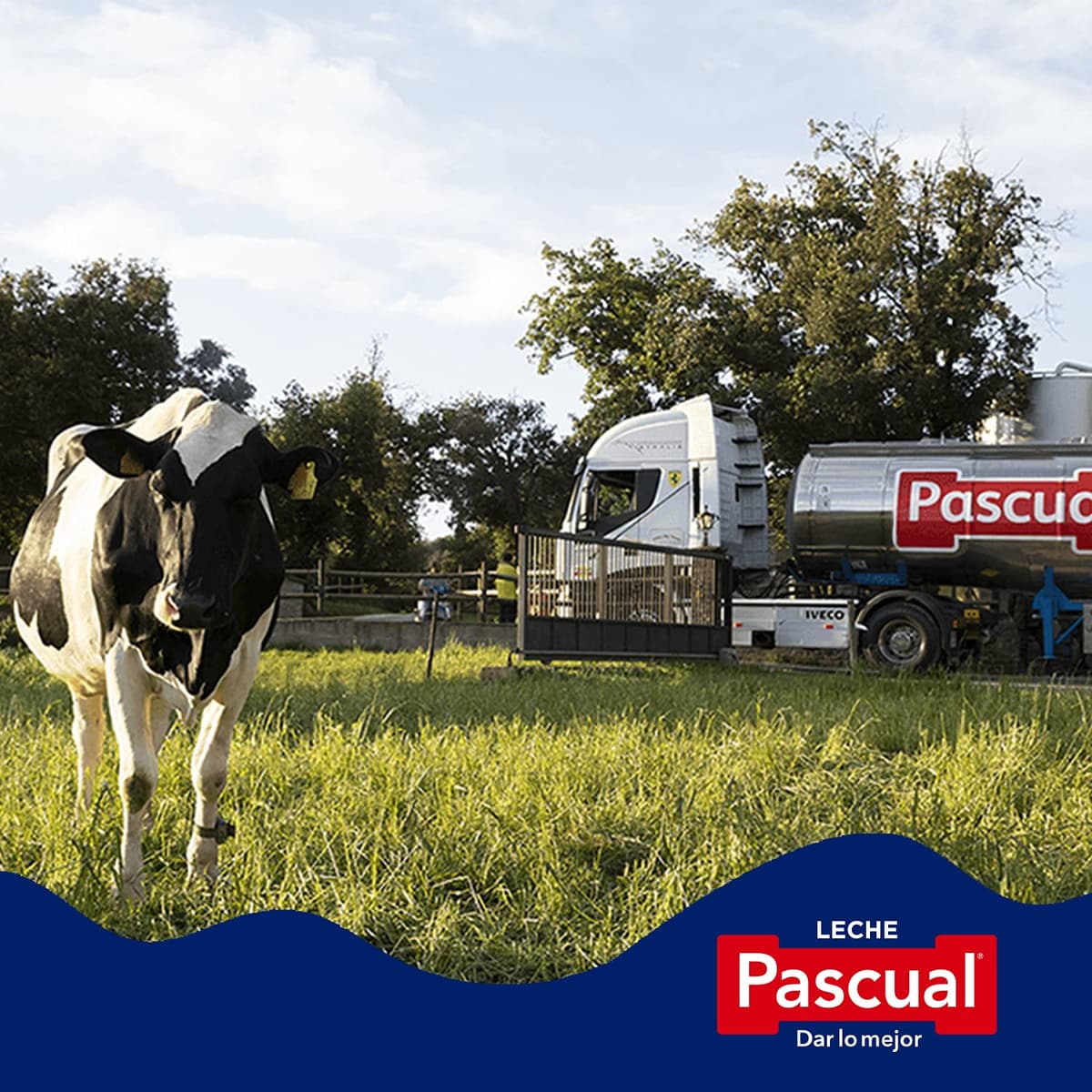 Leche Pascual - Leche Entera - Bienestar Animal - Pack 6 x 1L - Ideal para niños y adultos, Producto Natural y Saludable — view 6