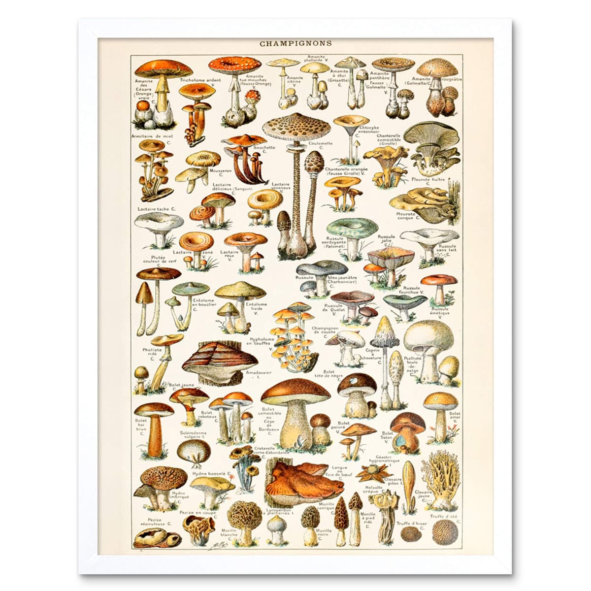 Artery8 Millot Encyclopedia Page Molluscs Shells Art Print Framed Poster Wall Decor 12x16 inch — view 29