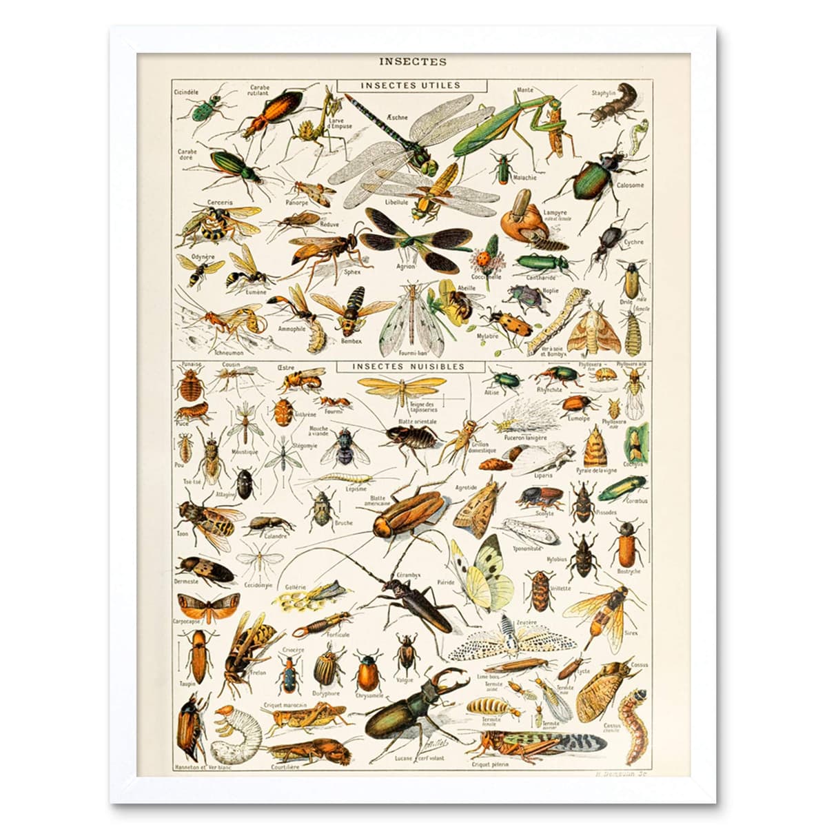 Artery8 Millot Encyclopedia Page Molluscs Shells Art Print Framed Poster Wall Decor 12x16 inch — view 96