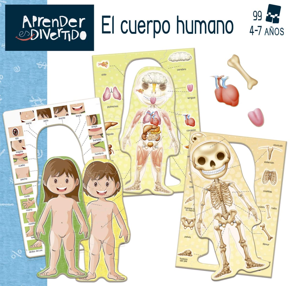 Educa - I learn the Human Body | Learning is Fun | Educational toy children 4 5 years old | They will learn the different parts of the body with a silhouette of boy or girl (18701) — view 4