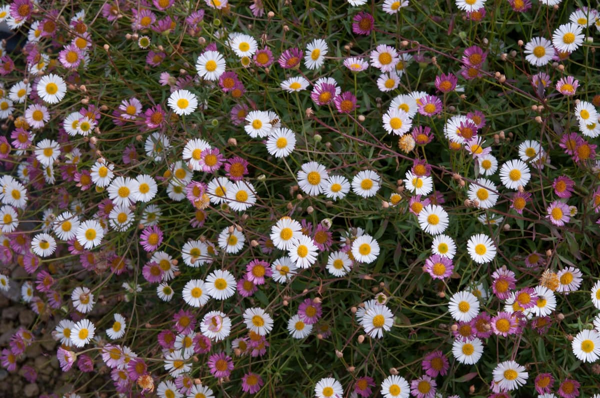 Erigeron ‘Stallone’ Seeds – Compact Daisy Fleabane | Long-Flowering, Bee-Friendly Perennial | Ideal for Borders, Rock Gardens & Containers (50 Seeds) — view 2