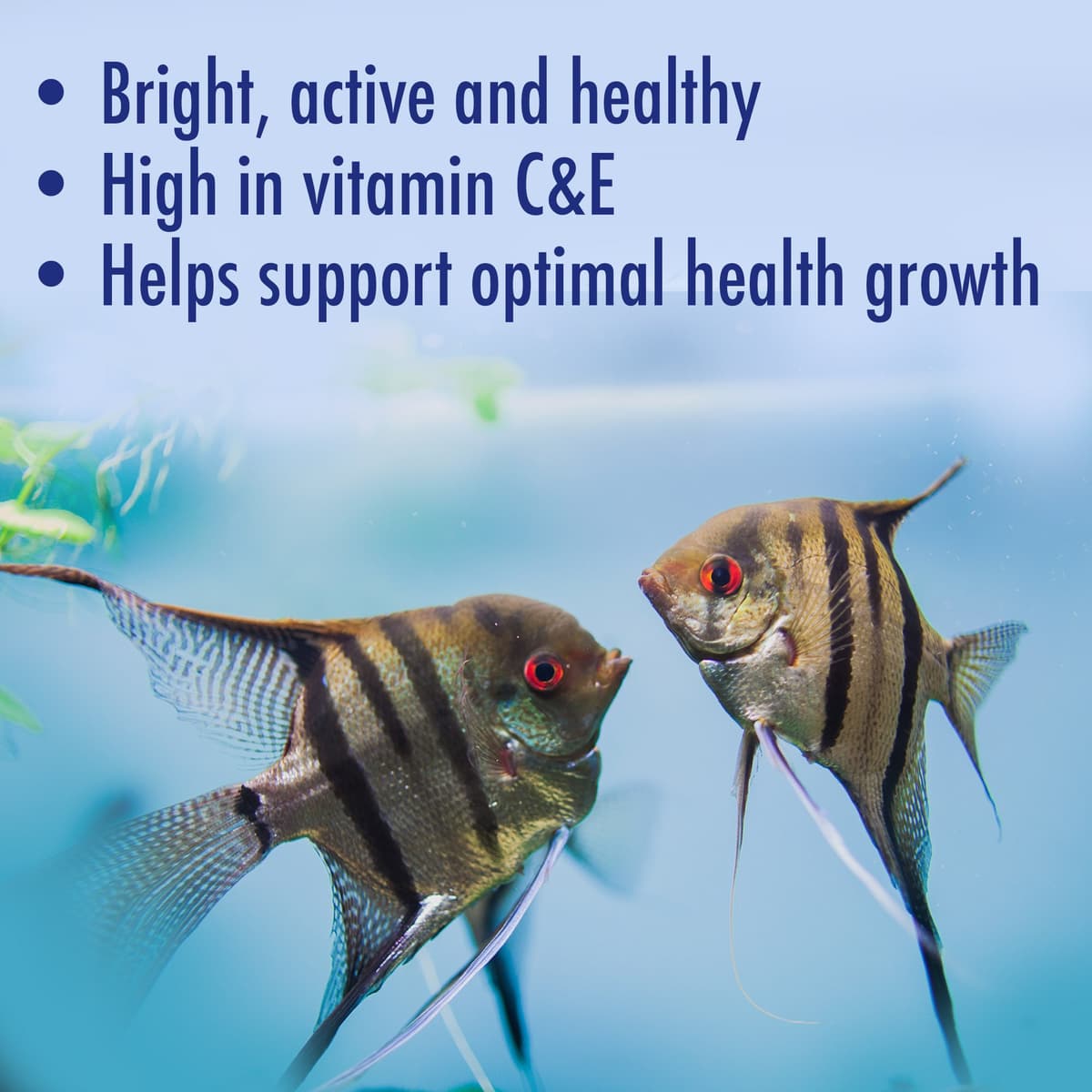 AQUARIAN Complete Nutrition, Aquarium Tropical & Temperate Fish Food Flakes, 50g Container — view 5