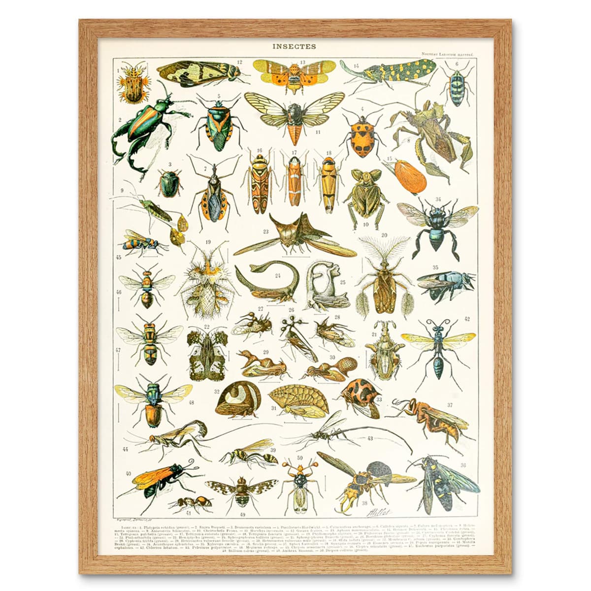 Artery8 Millot Encyclopedia Page Molluscs Shells Art Print Framed Poster Wall Decor 12x16 inch — view 65