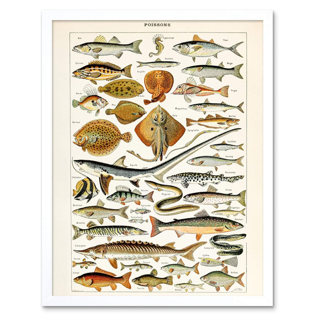 Artery8 Millot Encyclopedia Page Molluscs Shells Art Print Framed Poster Wall Decor 12x16 inch — view 71