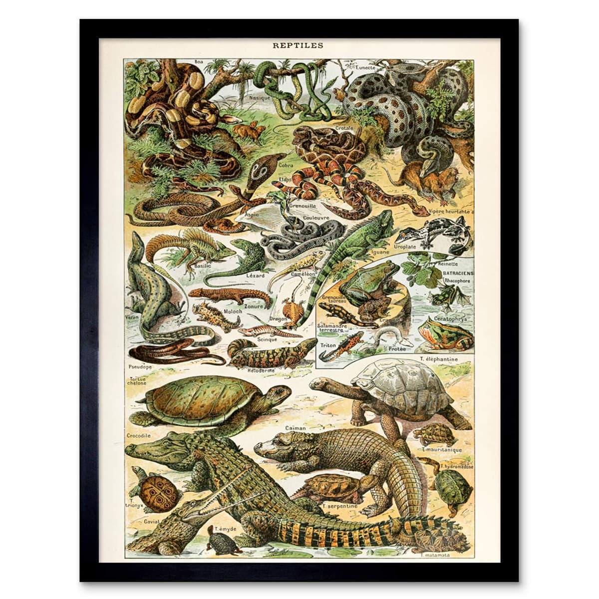 Artery8 Millot Encyclopedia Page Molluscs Shells Art Print Framed Poster Wall Decor 12x16 inch — view 77