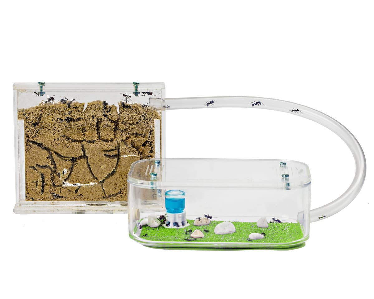 Anthouse - Hormiguero Natural de Arena Básico- Terrario 3D de Hormigas con Colonia Incluida - Kit Hormiguero Acrílico Tipo Sándwich (12x10x1 cm), Caja de Forrajeo con Tapadera (18x10x5 cm) - Verde — view 11