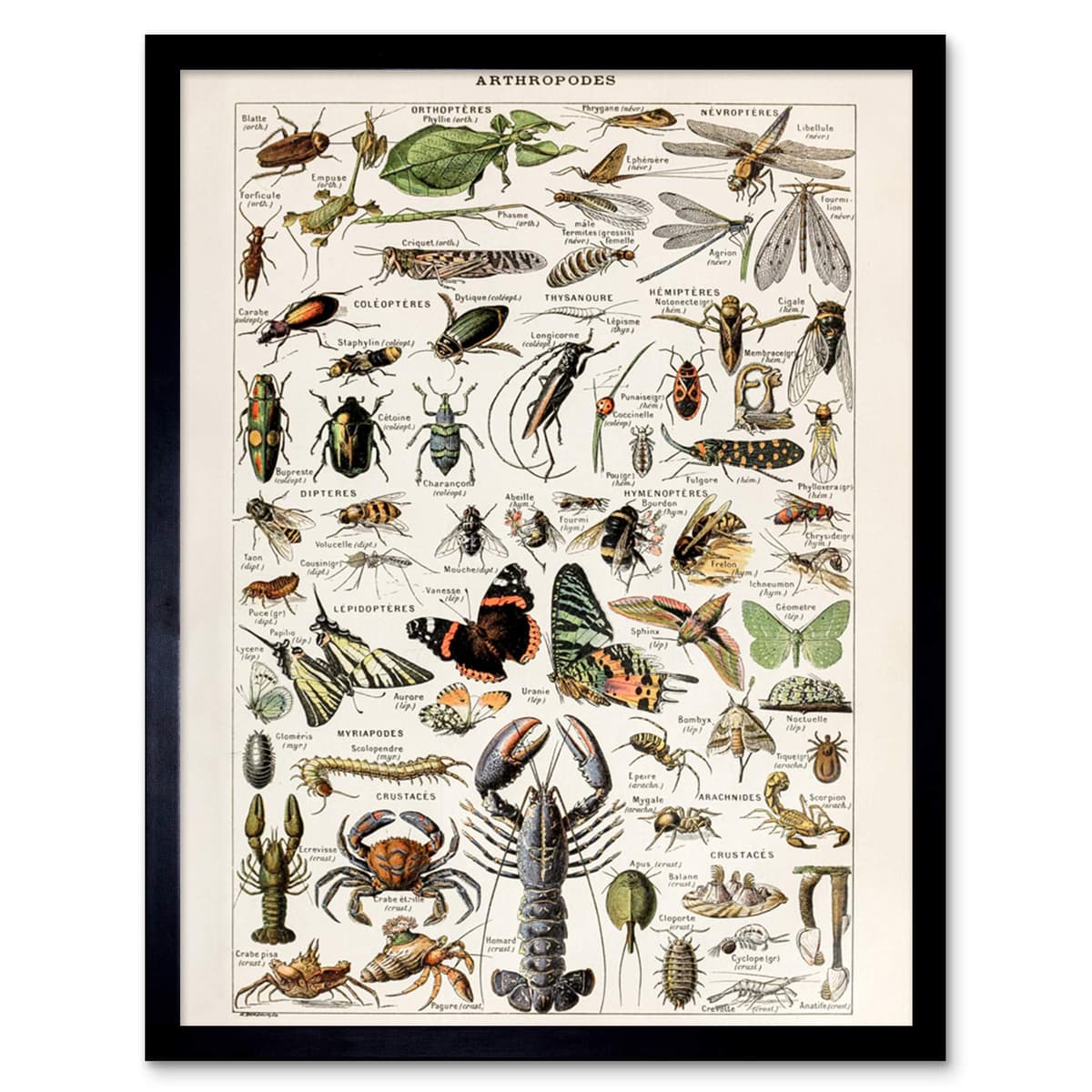 Artery8 Millot Encyclopedia Page Molluscs Shells Art Print Framed Poster Wall Decor 12x16 inch — view 173