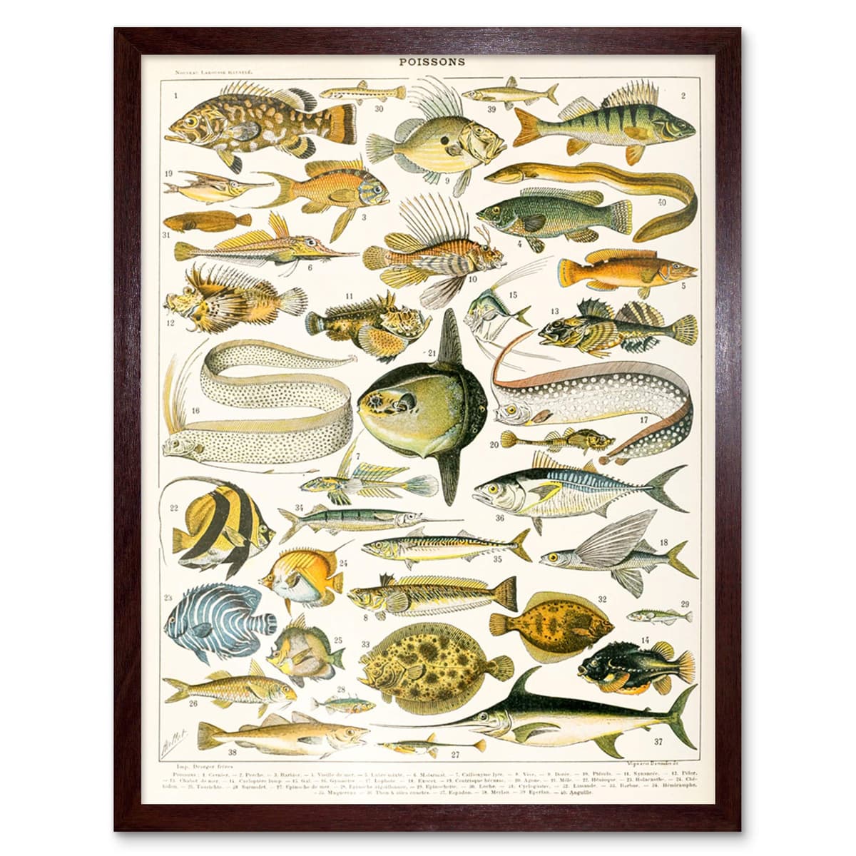 Artery8 Millot Encyclopedia Page Molluscs Shells Art Print Framed Poster Wall Decor 12x16 inch — view 152
