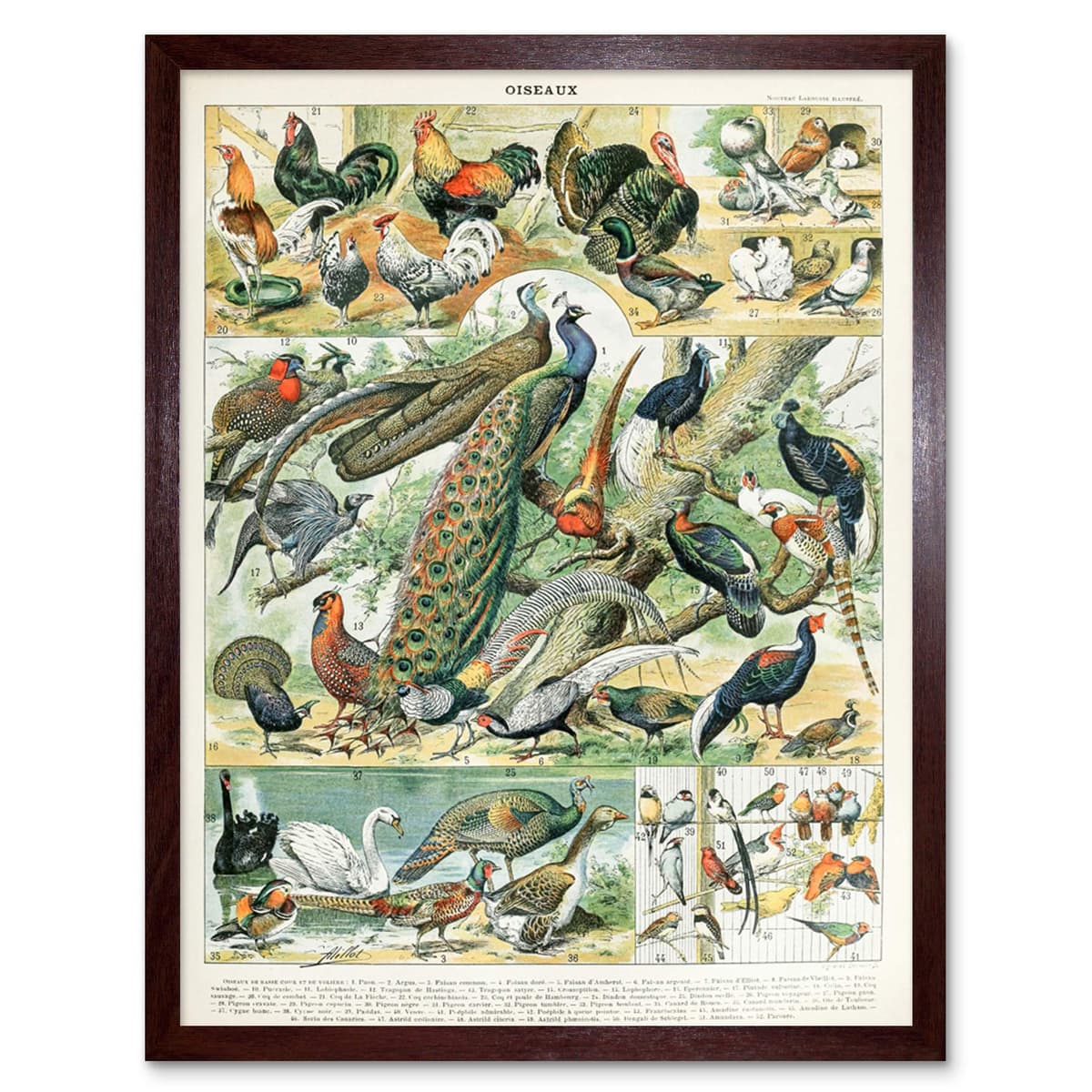 Artery8 Millot Encyclopedia Page Molluscs Shells Art Print Framed Poster Wall Decor 12x16 inch — view 76