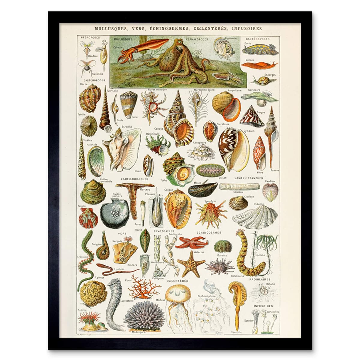 Artery8 Millot Encyclopedia Page Molluscs Shells Art Print Framed Poster Wall Decor 12x16 inch — view 124