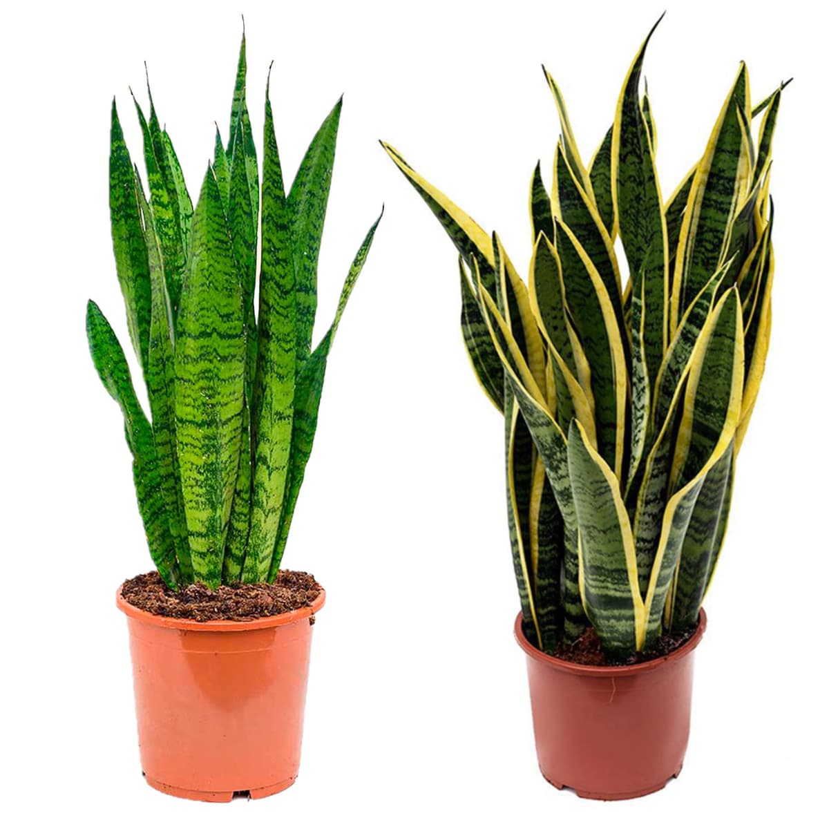 Sanseviera LAURENTI - Lengua de suegra Y Lengua de tigre - Planta natural para casa u oficina - Planta de interior de decoración (Lengua de Suegra) SP20 — view 3