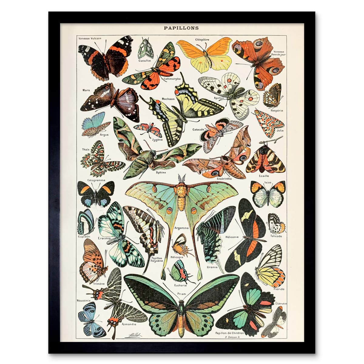 Artery8 Millot Encyclopedia Page Molluscs Shells Art Print Framed Poster Wall Decor 12x16 inch — view 83