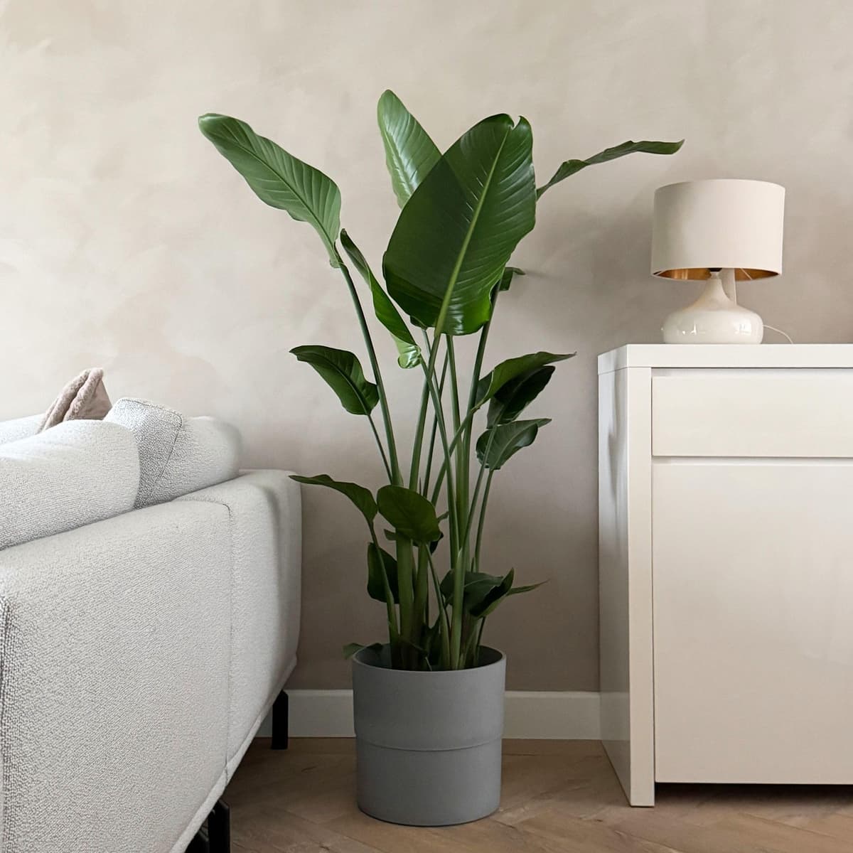 Plant in a Box - XXL Strelitzia Nicolai - Planta grande de interior - Planta de ave del paraíso - Maceta 28cm - Altura 150-170cm — view 3