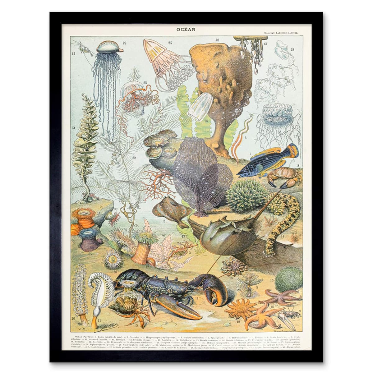 Artery8 Millot Encyclopedia Page Molluscs Shells Art Print Framed Poster Wall Decor 12x16 inch — view 95