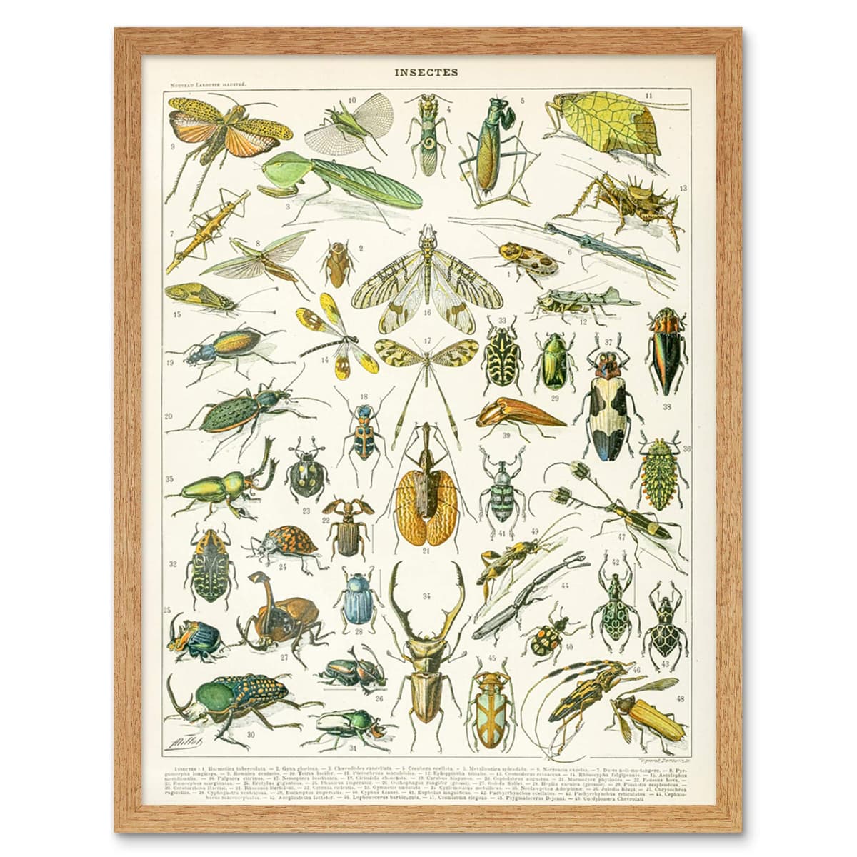Artery8 Millot Encyclopedia Page Molluscs Shells Art Print Framed Poster Wall Decor 12x16 inch — view 132