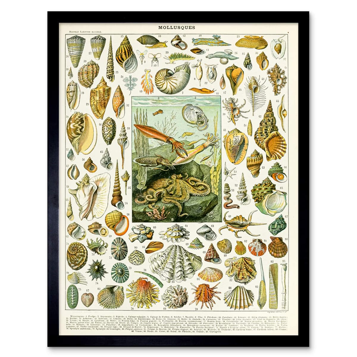 Artery8 Millot Encyclopedia Page Molluscs Shells Art Print Framed Poster Wall Decor 12x16 inch
