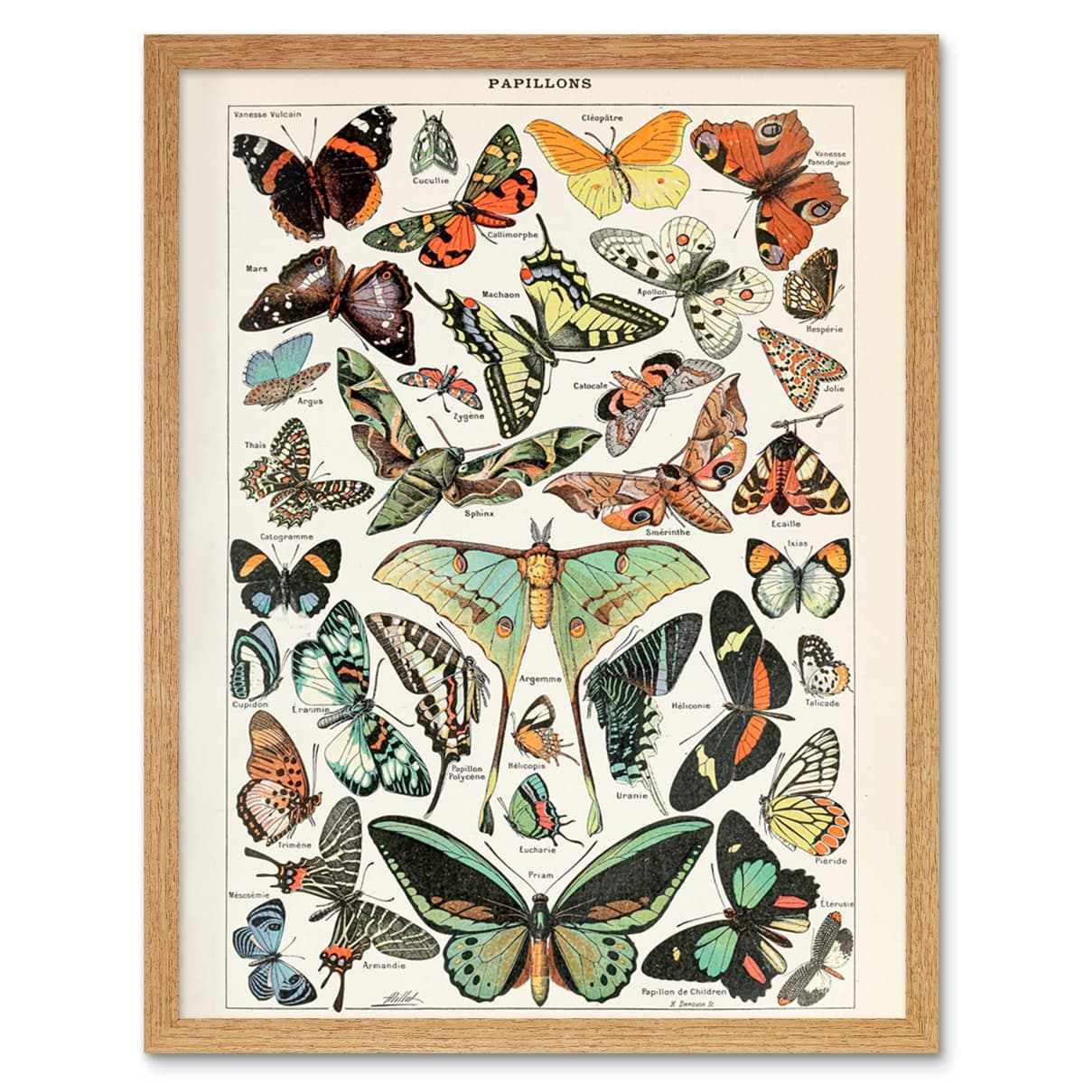 Artery8 Millot Encyclopedia Page Molluscs Shells Art Print Framed Poster Wall Decor 12x16 inch — view 127