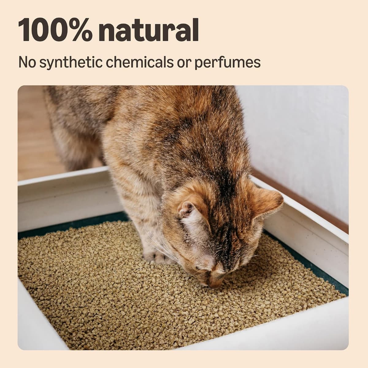 by Amazon Clumping Corn Cat Litter, Unscented, 10 L (Pack of 1) (Previously a Lifelong brand, same product) — view 3