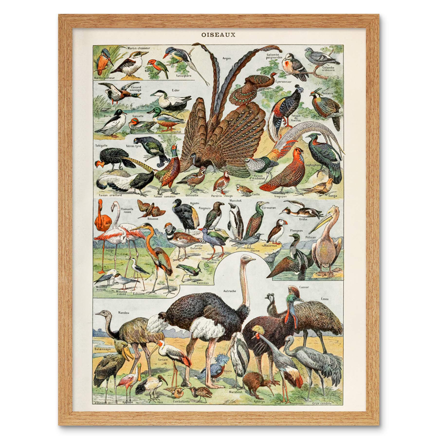 Artery8 Millot Encyclopedia Page Molluscs Shells Art Print Framed Poster Wall Decor 12x16 inch — view 43