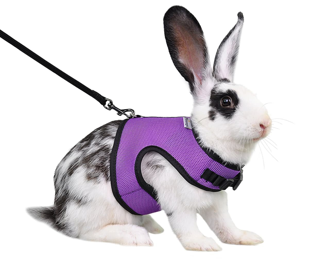 Niteangel Adjustable Soft Harness with Elastic Leash for Rabbits (XL, Purple)