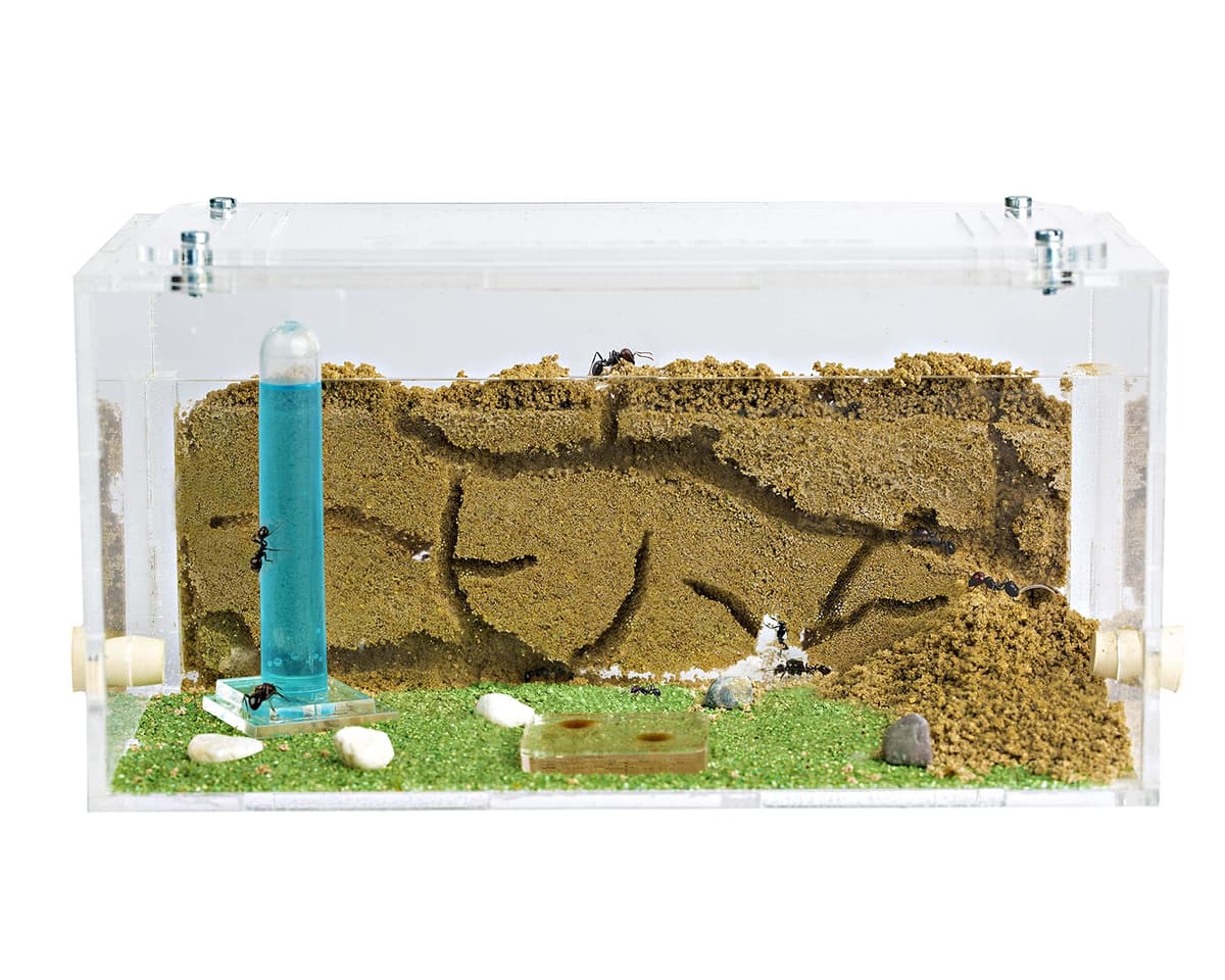 Anthouse.es - Hormiguero Natural de Arena - Kit Inicio Acrílico 20x10x10 cm - Granja de Hormigas con Colonia de Hormigas, Arena, Piptea y Bebedero Incluido - Fácil Instalación