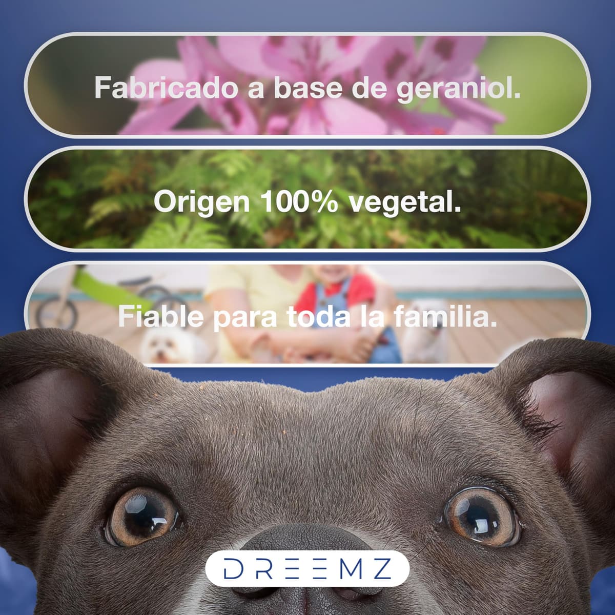 DREEMZ Collar Repelente de Insectos - Antipulgas Perros, garrapatas y Mosquitos, 8 Meses protección-63cm -100% Vegetal-Impermeable - Formatos (1 Und Gris) — view 7