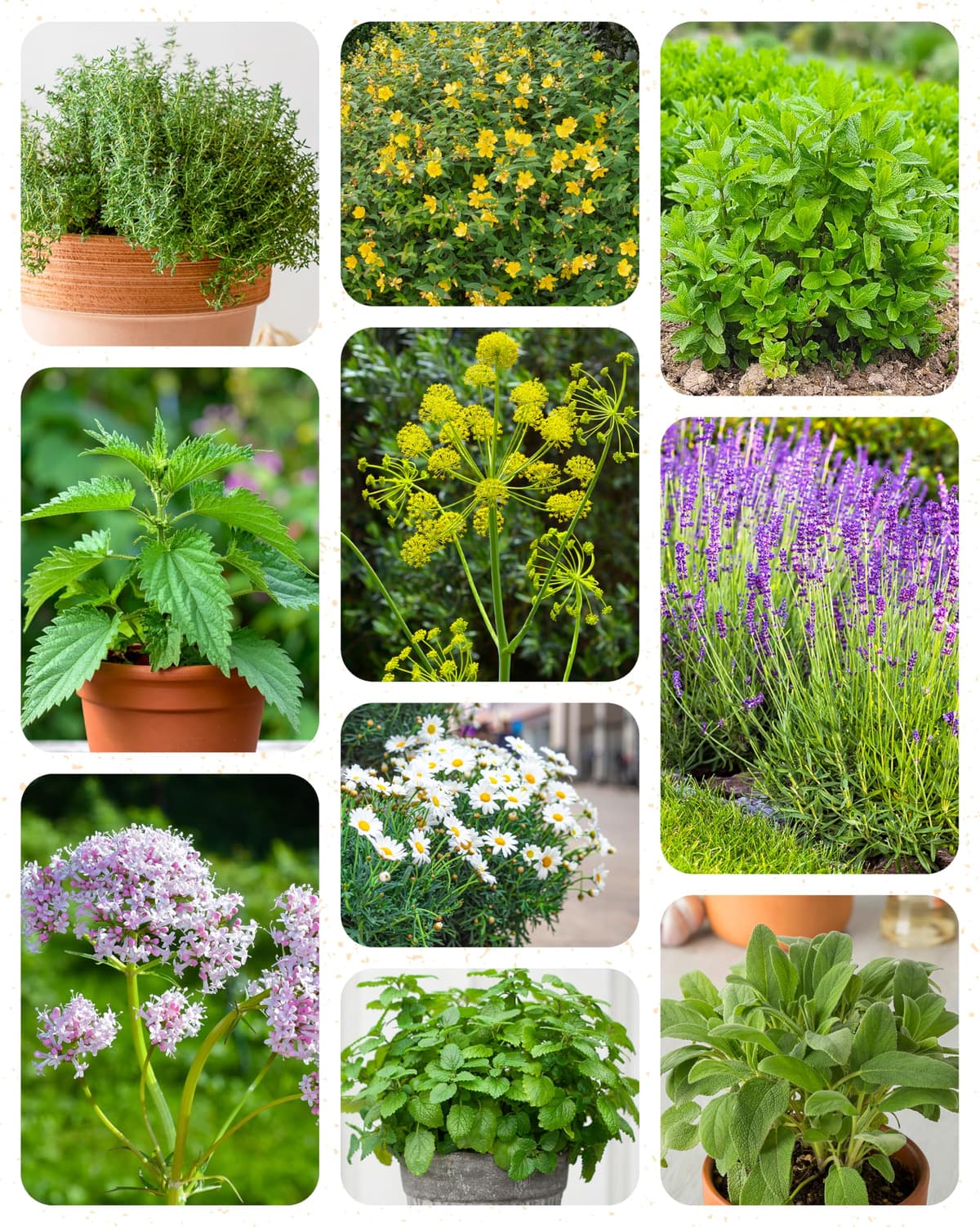 ZenGreens® - Set de semillas de hierbas medicinales y para infusiones eco - 10 variedades para cultivar fácilmente en el jardín, balcón o parterre elevado - Sementes verduras — view 10