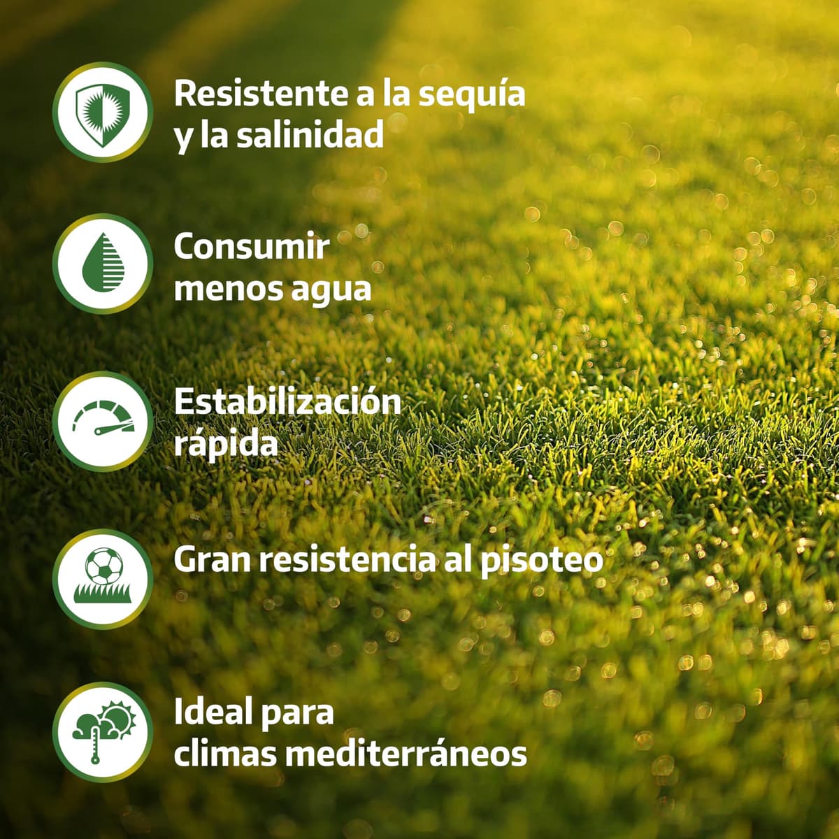 LERAVA Semillas césped grama gruesa (200 g) - Para 20 m² - Césped pisable y resistente a la sequía - Ideal para zonas mediterráneas y cálidas - Consume hasta un 20% menos de agua — view 2
